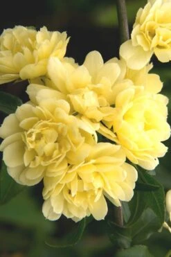 Lady Banks Yellow Rose - 3 Gallon Pot -Garden Plants Shop Rose Lady Banks Yellow 27 1