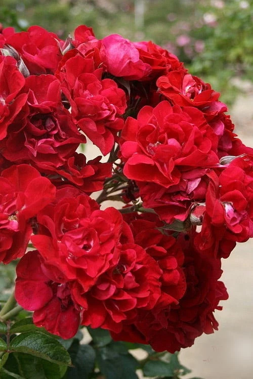 Linda Campbell Hybrid Rugosa Rose - 3 Gallon Pot 3 Linda Campbell Hybrid Rugosa Rose - 3 Gallon Pot