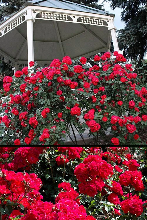 Linda Campbell Hybrid Rugosa Rose - 3 Gallon Pot 6 Linda Campbell Hybrid Rugosa Rose - 3 Gallon Pot - Image 4