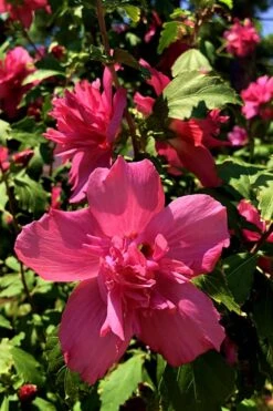 Lucy Rose Of Sharon (Single Trunk Tree) - 7 Gallon Pot (3-4') 13 Lucy Rose Of Sharon (Single Trunk Tree) - 7 Gallon Pot (3-4') -Garden Plants Shop Rose Of Sharon Lucy 13