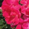 Original Red Knock Out Rose - 1 Gallon Pot 2 Original Red Knock Out Rose - 1 Gallon Pot -Garden Plants Shop Rose Red Knock Out 10