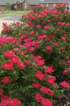 Original Red Knock Out Rose - 1 Gallon Pot -Garden Plants Shop Rose Red Knock Out 12