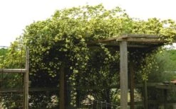 Lady Banks Yellow Rose - 3 Gallon Pot -Garden Plants Shop Rose Yellow Lady Banks On Pergola 1