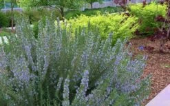 Arp Rosemary - 6 Pack Of Pint Pots -Garden Plants Shop Rosemary Arp Blooming