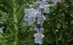 Arp Rosemary - 6 Pack Of Pint Pots -Garden Plants Shop Rosemary Arp Closeup 2