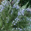 Chef's Choice Rosemary - 1 Gallon Pot -Garden Plants Shop Rosemary Chefs Choice 500x750 1