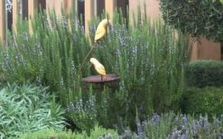 Tuscan Blue Rosemary - 5 Pack Of Quart Pots -Garden Plants Shop Rosemary Tuscan Blue 2