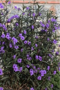 Purple Showers Mexican Petunia - Ruellia - 1 Gallon Pot 12 Purple Showers Mexican Petunia - Ruellia - 1 Gallon Pot -Garden Plants Shop Ruellia Purple Showers 10