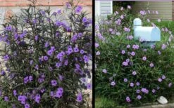 Purple Showers Mexican Petunia - Ruellia - 1 Gallon Pot 13 Purple Showers Mexican Petunia - Ruellia - 1 Gallon Pot -Garden Plants Shop Ruellia Purple Showers 2