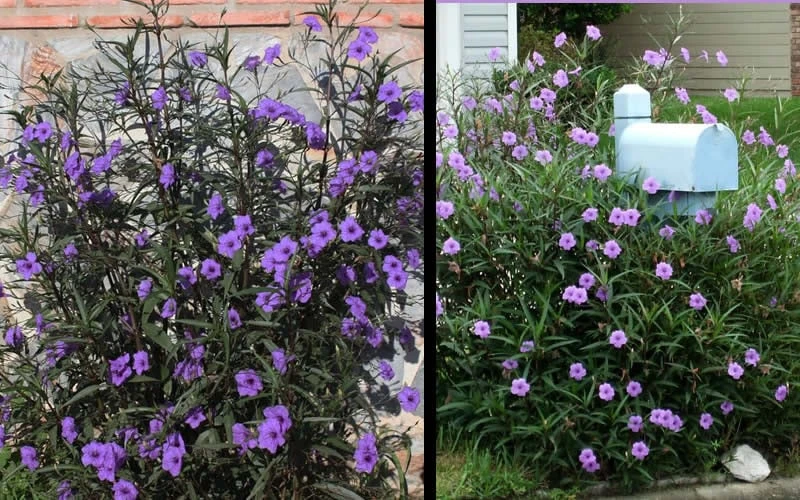 Purple Showers Mexican Petunia - Ruellia - 1 Gallon Pot 7 Purple Showers Mexican Petunia - Ruellia - 1 Gallon Pot - Image 5