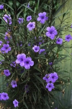 Purple Showers Mexican Petunia - Ruellia - 1 Gallon Pot 15 Purple Showers Mexican Petunia - Ruellia - 1 Gallon Pot -Garden Plants Shop Ruellia Purple Showers 7