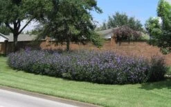 Purple Showers Mexican Petunia - Ruellia - 1 Gallon Pot 14 Purple Showers Mexican Petunia - Ruellia - 1 Gallon Pot -Garden Plants Shop Ruellia Purple Showers 8