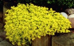Gold Moss Sedum - 10 Pack Of 4" Pint Pots 16 Gold Moss Sedum - 10 Pack Of 4" Pint Pots -Garden Plants Shop Sedum Acre Gold Moss 1