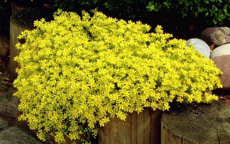 Gold Moss Sedum - 10 Pack Of 4" Pint Pots 9 Gold Moss Sedum - 10 Pack Of 4" Pint Pots - Image 7