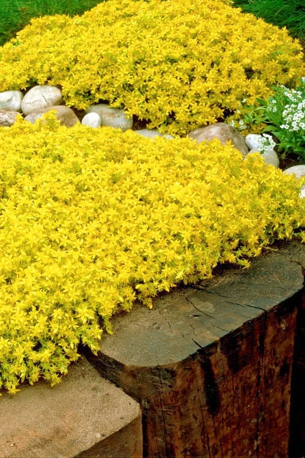 Gold Moss Sedum - 10 Pack Of 4" Pint Pots 3 Gold Moss Sedum - 10 Pack Of 4" Pint Pots