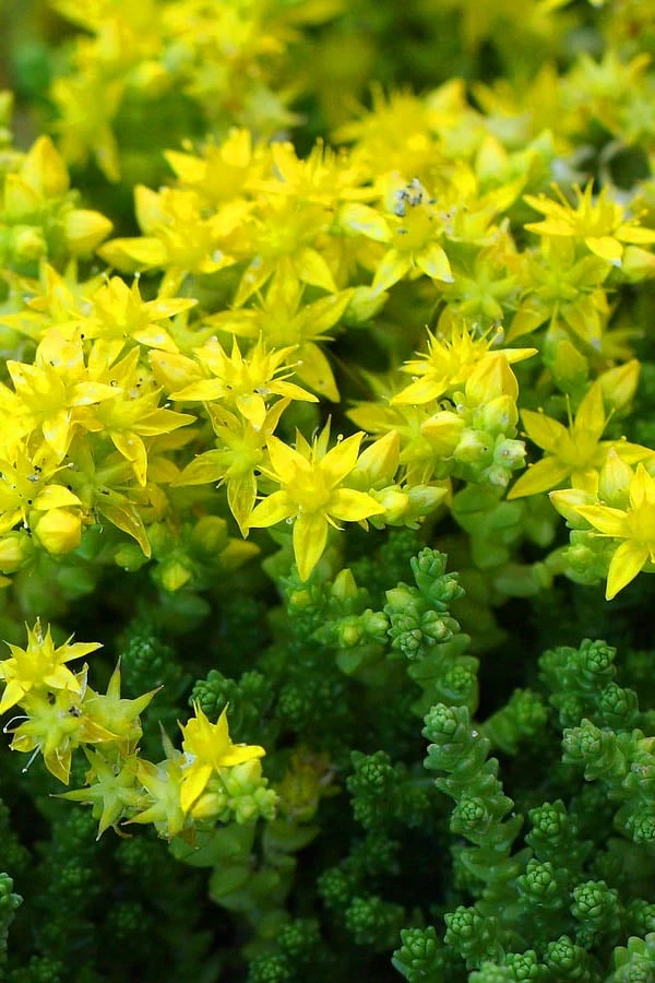 Gold Moss Sedum - 10 Pack Of 4" Pint Pots 8 Gold Moss Sedum - 10 Pack Of 4" Pint Pots - Image 6
