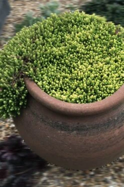 Gold Moss Sedum - 10 Pack Of 4" Pint Pots 14 Gold Moss Sedum - 10 Pack Of 4" Pint Pots -Garden Plants Shop Sedum Acre Gold Moss 5