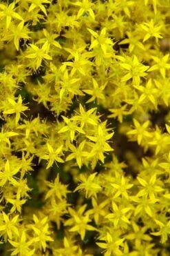 Gold Moss Sedum - 10 Pack Of 4" Pint Pots 13 Gold Moss Sedum - 10 Pack Of 4" Pint Pots -Garden Plants Shop Sedum Acre Gold Moss 6