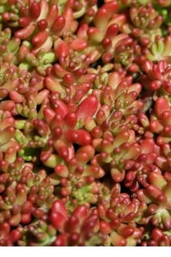 Coral Carpet Sedum Album - 10 Count Flat Of Quart Pots -Garden Plants Shop Sedum Album Coral Carpet 1