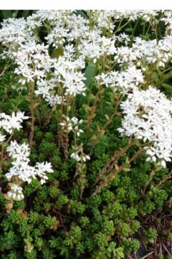 Coral Carpet Sedum Album - 10 Count Flat Of Quart Pots -Garden Plants Shop Sedum Album Coral Carpet 2
