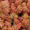 Coral Carpet Sedum Album - 10 Count Flat Of Quart Pots -Garden Plants Shop Sedum Album Coral Carpet 3