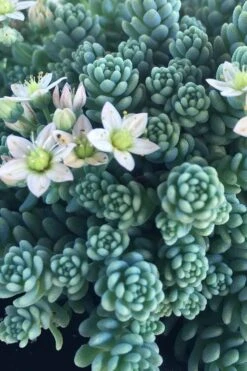 Blue Tears Sedum (Corsican Stonecrop) - 10 Pack Of Pint Pots -Garden Plants Shop Sedum Dasphyllum Major Blue Tears 1