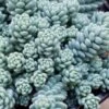 Blue Tears Sedum (Corsican Stonecrop) - 10 Pack Of Pint Pots -Garden Plants Shop Sedum Dasphyllum Major Blue Tears 3