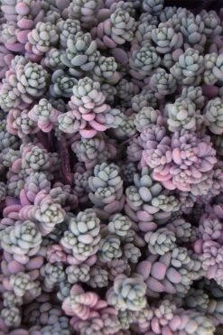 Blue Tears Sedum (Corsican Stonecrop) - 10 Pack Of Pint Pots -Garden Plants Shop Sedum Dasphyllum Major Blue Tears 4