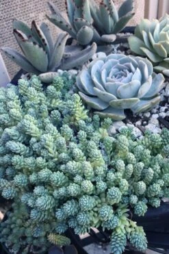 Blue Tears Sedum (Corsican Stonecrop) - 10 Pack Of Pint Pots -Garden Plants Shop Sedum Dasphyllum Major Blue Tears 6