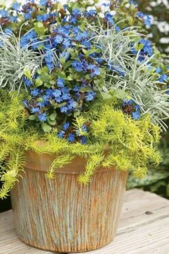 Angelina Sedum - 5 Pack Of 4" Pots -Garden Plants Shop Sedum Rupestre Angelina 1