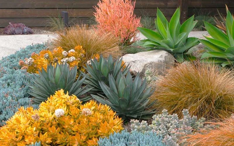 Angelina Sedum - 10 Count Flat Of 4" Pots 6 Angelina Sedum - 10 Count Flat Of 4" Pots - Image 4