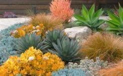 Angelina Sedum - 5 Pack Of 4" Pots -Garden Plants Shop Sedum Rupestre Angelina 10