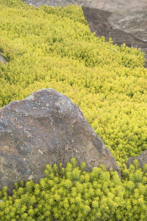 Angelina Sedum - 10 Count Flat Of 4" Pots 10 Angelina Sedum - 10 Count Flat Of 4" Pots - Image 8