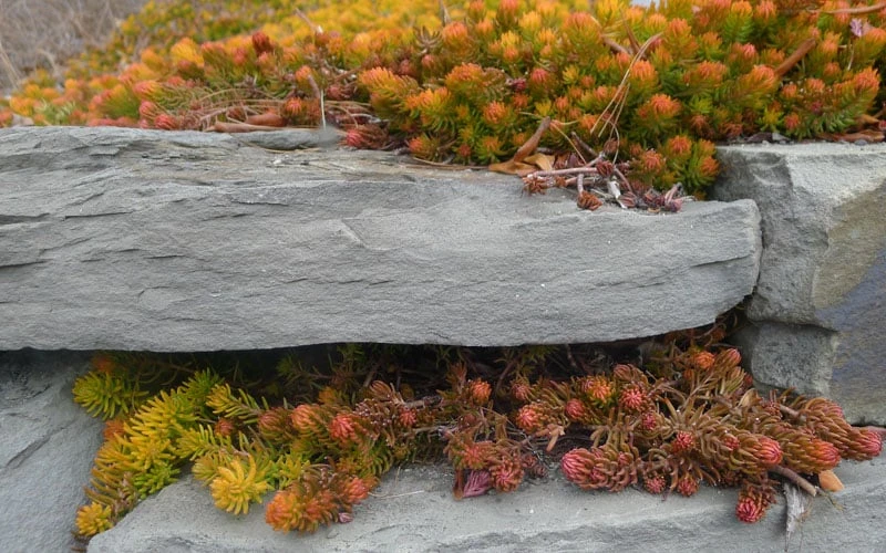 Angelina Sedum - 10 Count Flat Of 4" Pots 9 Angelina Sedum - 10 Count Flat Of 4" Pots - Image 7