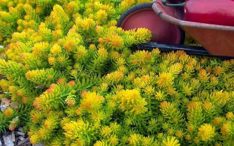 Angelina Sedum - 10 Count Flat Of 4" Pots 8 Angelina Sedum - 10 Count Flat Of 4" Pots - Image 6