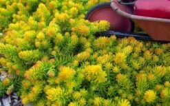Angelina Sedum - 5 Pack Of 4" Pots -Garden Plants Shop Sedum Rupestre Angelina 6