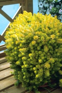 Angelina Sedum - 5 Pack Of 4" Pots -Garden Plants Shop Sedum Rupestre Angelina 8