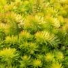 Angelina Sedum - 5 Pack Of 4" Pots 1 Angelina Sedum - 5 Pack Of 4" Pots -Garden Plants Shop Sedum Rupestre Angelina 9