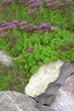 John Creech Sedum - 10 Count Flat Of 4" Pots -Garden Plants Shop Sedum Spurium John Creech 1