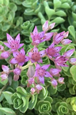 John Creech Sedum - 10 Count Flat Of 4" Pots -Garden Plants Shop Sedum Spurium John Creech 3