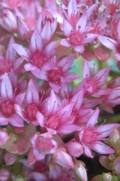 John Creech Sedum - 10 Count Flat Of 4" Pots -Garden Plants Shop Sedum Spurium John Creech 4