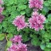 John Creech Sedum - 10 Count Flat Of 4" Pots -Garden Plants Shop Sedum Spurium John Creech 5