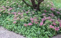 John Creech Sedum - 10 Count Flat Of 4" Pots -Garden Plants Shop Sedum Spurium John Creech 6