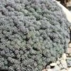Tiny Buttons Sedum Hispanicum - 10 Pack Of Pint Pots -Garden Plants Shop Sedum hispanicum minus tiny buttons 1