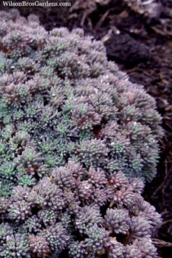 Tiny Buttons Sedum Hispanicum - 10 Pack Of Pint Pots -Garden Plants Shop Sedum hispanicum minus tiny buttons 2
