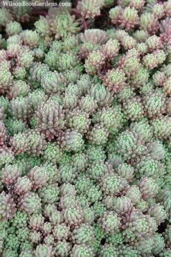 Tiny Buttons Sedum Hispanicum - 10 Pack Of Pint Pots -Garden Plants Shop Sedum hispanicum minus tiny buttons 3