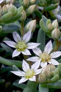 Tiny Buttons Sedum Hispanicum - 10 Pack Of Pint Pots -Garden Plants Shop Sedum hispanicum minus tiny buttons 4