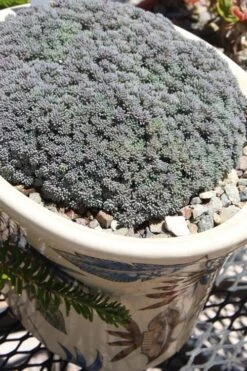 Tiny Buttons Sedum Hispanicum - 10 Pack Of Pint Pots -Garden Plants Shop Sedum hispanicum minus tiny buttons 6