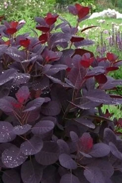 Royal Purple Smoke Tree (TREE FORM) - 5 Gallon Pot -Garden Plants Shop Smoke Tree Royal Purple 11