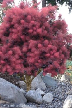Royal Purple Smoke Tree (TREE FORM) - 5 Gallon Pot -Garden Plants Shop Smoke Tree Royal Purple 12